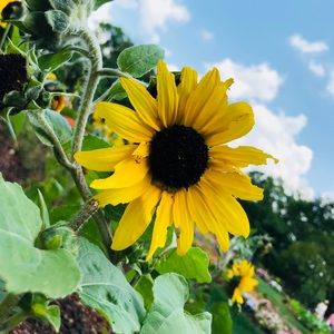 Meet your Posher, Tandi